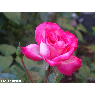 ROSAS 2