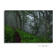 El Bosque Animado IV